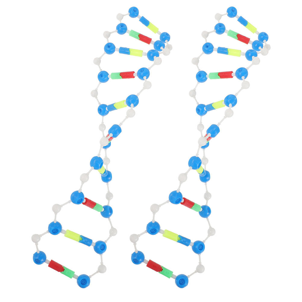 2Pcs Dna Double Helix Structur - đánh giá và giá Science Kit