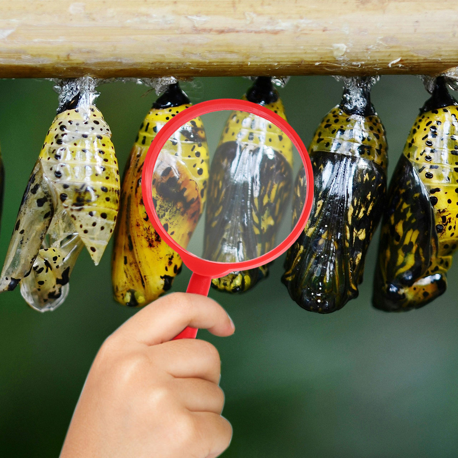 1Set Insect Observation Box Sc - đánh giá và giá Science Kit